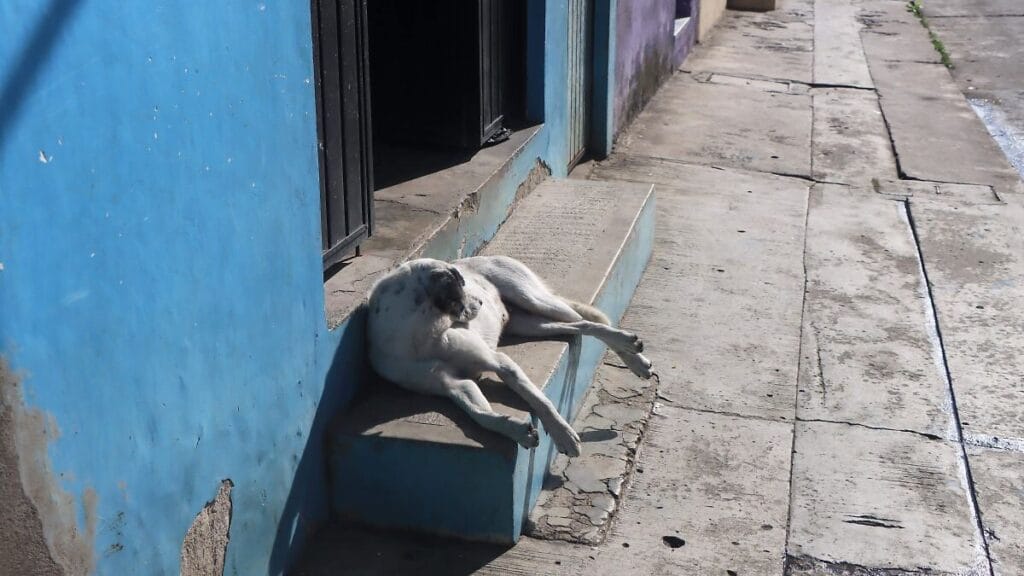 Cuatro perros muertos hallados en colonia de Coatzacoalcos 1 cuatro perros muertos hallados en colonia de coatzacoalcos