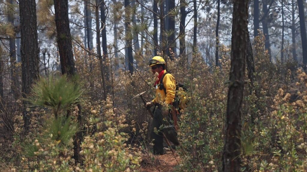 Perote, el municipio más afectado por incendios en Veracruz 2026 1 perote el municipio mas afectado por incendios en veracruz 2026