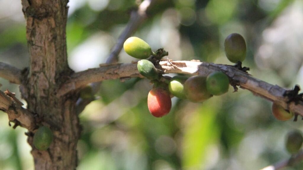 Cafetales a sombra retroceden en La Orduña y Xalapa enfrenta tandeos 1 cafetales a sombra retroceden en la orduna y xalapa enfrenta tandeos