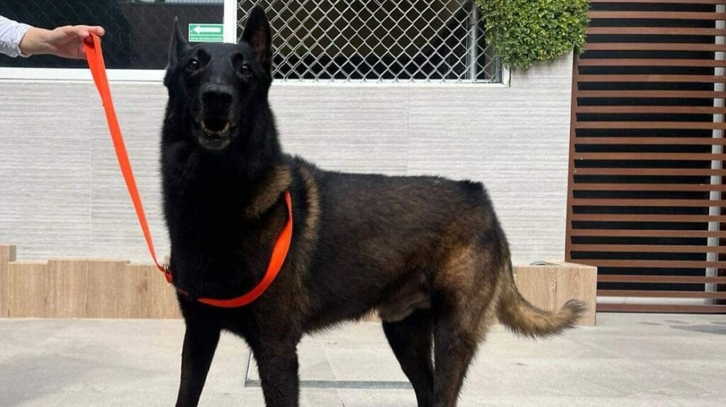 Descubre cómo proteger a tu mascota del golpe de calor en la canícula con estos consejos infalibles 1 descubre como proteger a tu mascota del golpe de calor en la canicula con estos