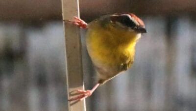 descubre el increible festival de aves y humedales 2026 27 anos de magia natural