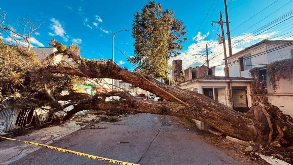 Frente Frío 37 en Xalapa causa vientos de 77 km/h y apagones 1 frente frio 37 en xalapa causa vientos de 77 km h y apagones