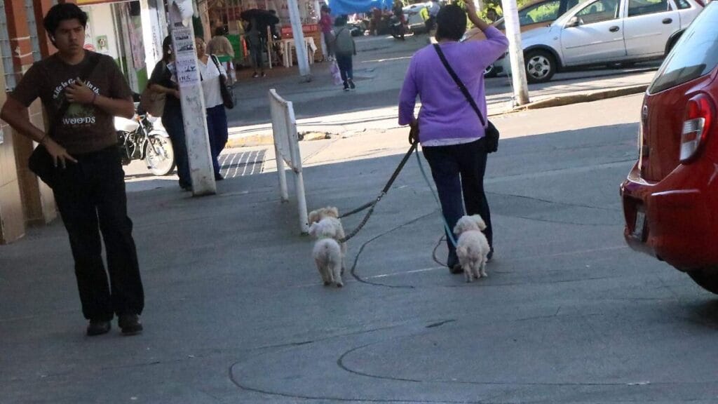 Golpe de calor en mascotas señales de alerta y cuándo ir al veterinario 1 golpe de calor en mascotas senales de alerta y cuando ir al veterinario