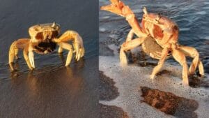 la increible migracion del cangrejo azul en veracruz descubre como estan protegi