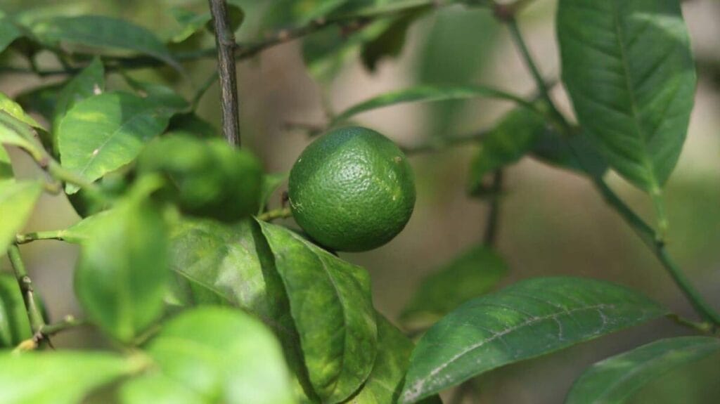 Tecnificación del limón, naranja y aguacate para exportaciones Veracruz 1 tecnificacion del limon naranja y aguacate para exportaciones veracruz