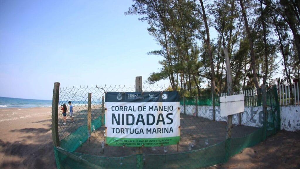 Universitarios de ocho países limpian playas y protegen tortugas en Nautla 1 universitarios de ocho paises limpian playas y protegen tortugas en nautla