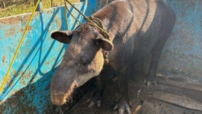 increible descubrimiento en las choapas un tapir sorprendente llega al zoologico